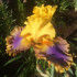 Ирис GOOD MORNING SUNSHINE Ирис GOOD MORNING SUNSHINE