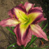 Лилейник APPLIQUE PRISM