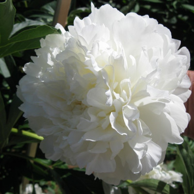 Пион WHITE SARAH BERNHARDT