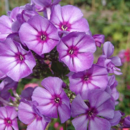 Флокс ВИЙ