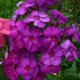 Флокс ЧЕРНОЕ МОРЕ