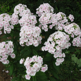 Флокс №7