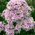 Флокс STARBURST Флокс STARBURST