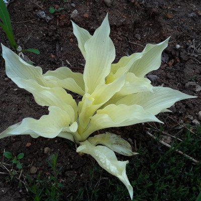 Хоста WHITE FEATHER